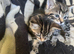 Kittens looking for their forever homes