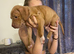 Mixed bully puppy