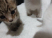 4 beautiful kittens rare white kittens ( lynx point kittens)