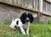 Sprocker x Spaniel Puppies