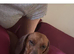 Dachshund for sale !!!!!