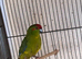 Kakarike Cock Bird