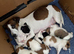Stunning litter of JackaZoochon Puppies
