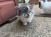 Cute kittens available for adoption