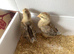 Cream Legbar hatching eggs available