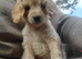 Cavapoo poo's