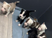 Stunning huski x American bull dog puppies