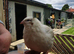 Mixed quail jumbo breeds