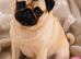 Pug Pedigree Girl Pup