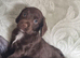Kc registered cocker pups