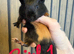 8 week old guinea pigs