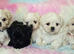 Imperial Shih Tzu X Maltese puppies