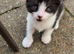 Kittens looking for their new home