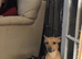 Beautiful female lurcher cross for rehoming