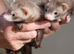GENUINE MICRO FERRETS