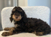 chocolate toy poodles