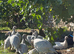 Guinea fowl keets looking for new homes