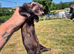 Ferrets for sale