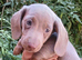Miniature dachshunds health clear