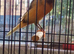 Yorkshire canary for new home