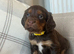 Outstanding KC registered cocker spaniels