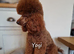 KC Registered Red Toy Poodle Puppies - DNA Health Tested Parents