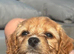 Beautiful Cavachon puppies