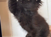 Purebred Maine Coon Cubs
