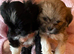 Pure bred Lasa Apso pups