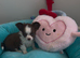 Stunning chihuahua long coat KC Reg