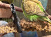 Juvenile Budgies - Aviary reared