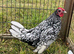 Pair of 4 month old Sebrights ( one cockerel & one pullet )