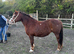 Welsh sec c mare