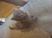 Persian cross female kitten blue color