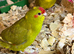 4x hand reared kakariki chicks