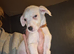 Saluki dalmation grey puppies