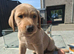 Labrador boy puppy