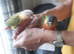 hand reared yellow sided conures