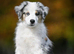 Miniature American Shepherds