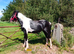 Beautiful BIG yearling