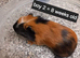 Baby guinea pigs ready now