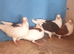 Saddle racing pigeons for sale