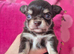 Chihuahua male
