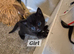 RAGDOLL X KITTENS 2X GIRLS 2X BOYS
