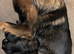 Part Trained - Healthy & Chunky German Shepherd Puppies