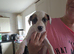 6 lurcher puppies