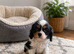 Boy cavalier king Charlie’s
