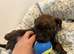 Male staffy pup