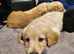 9 beagador/miniature poodle puppies
