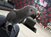 African grey for sale